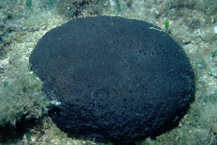 Sarcotragus foetidus